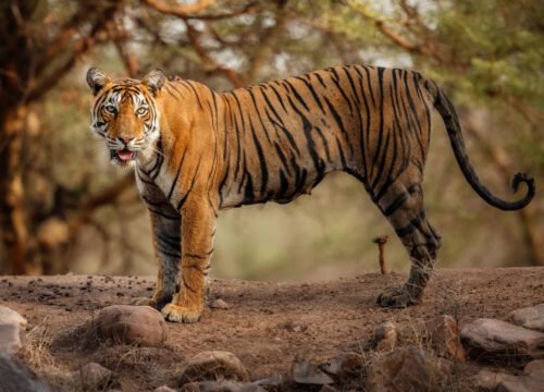 https://thepalacetrain.com/case/sawai-madhopur-and-ranthambore-a-journey-into-the-wild/
